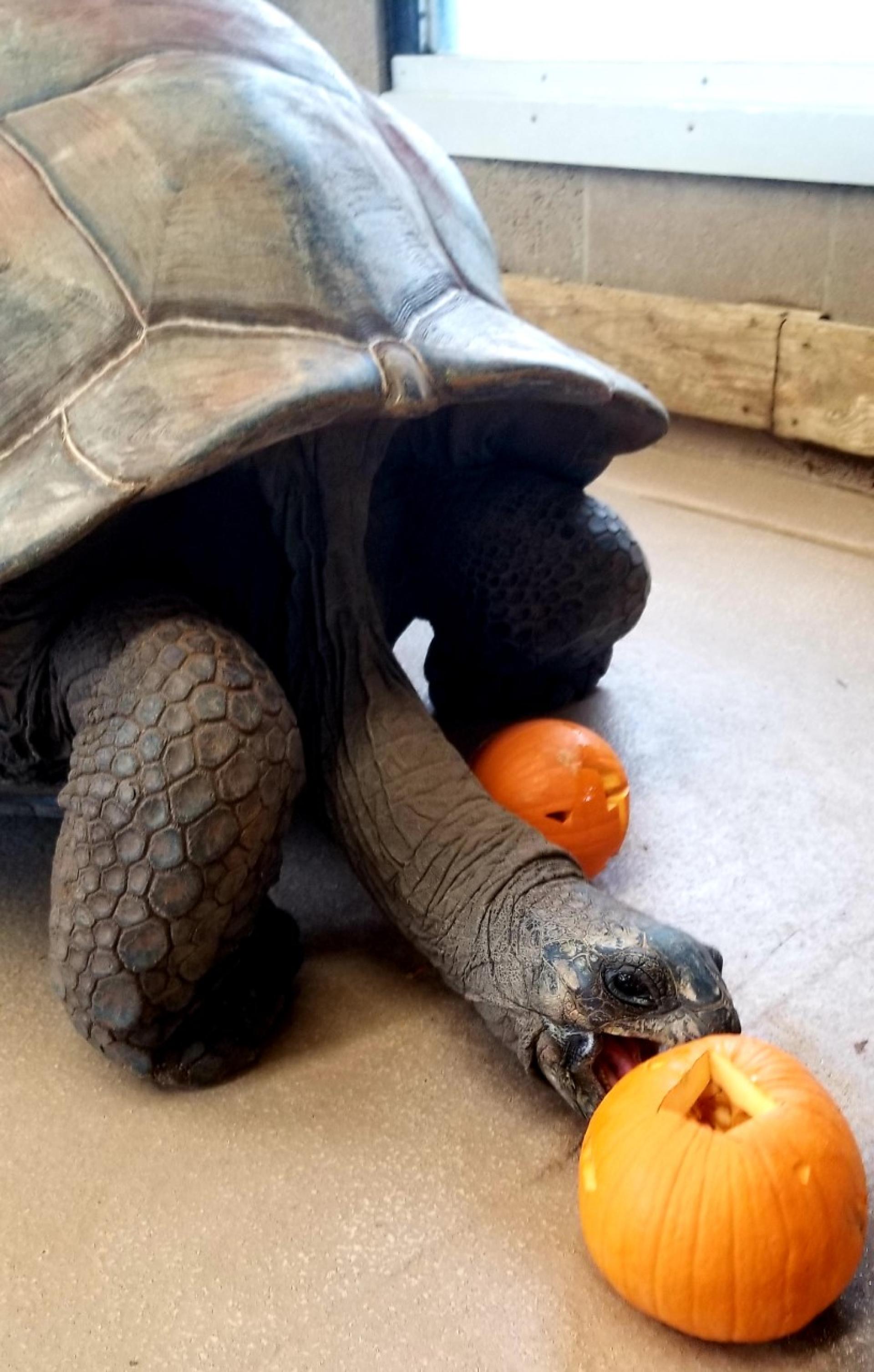 A giant tortoise at the Tulsa Zoo, workplace of North Central College graduate and veteran Eddie Exconde.