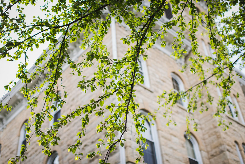 old main behind tree leaves