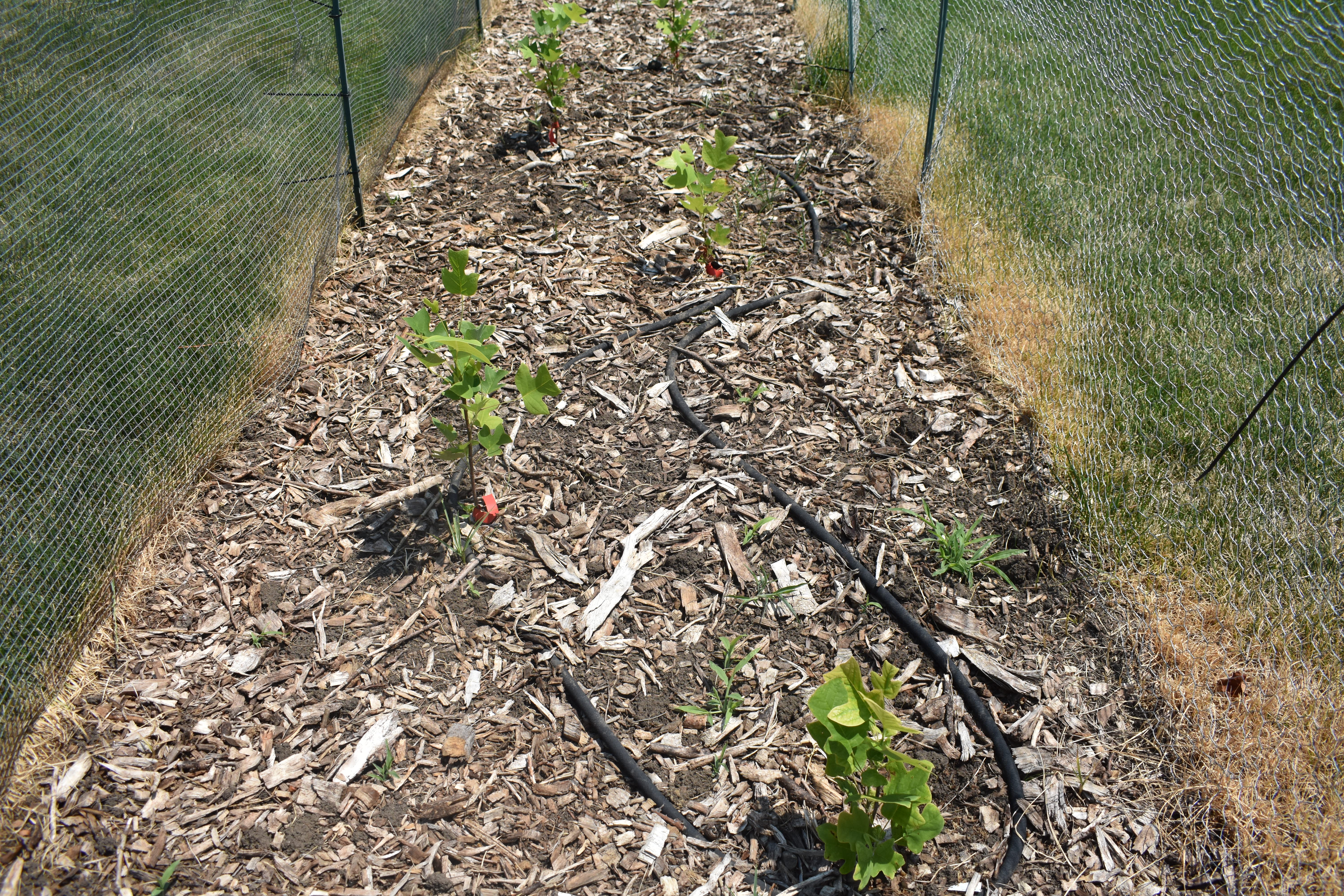 A photo of the tree nursery on campus during the summer months.