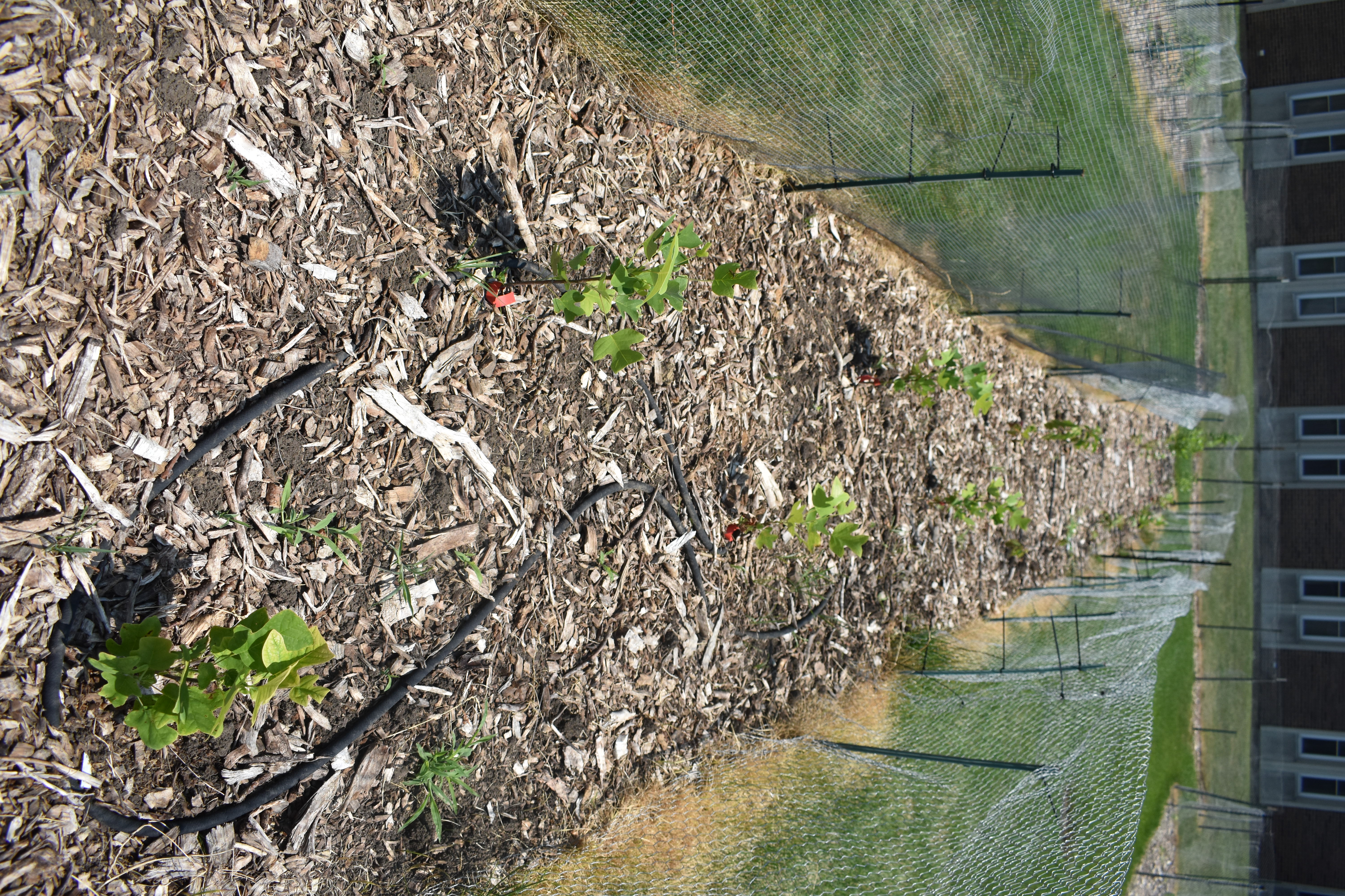 A photo of the tree nursery on campus during the summer months.