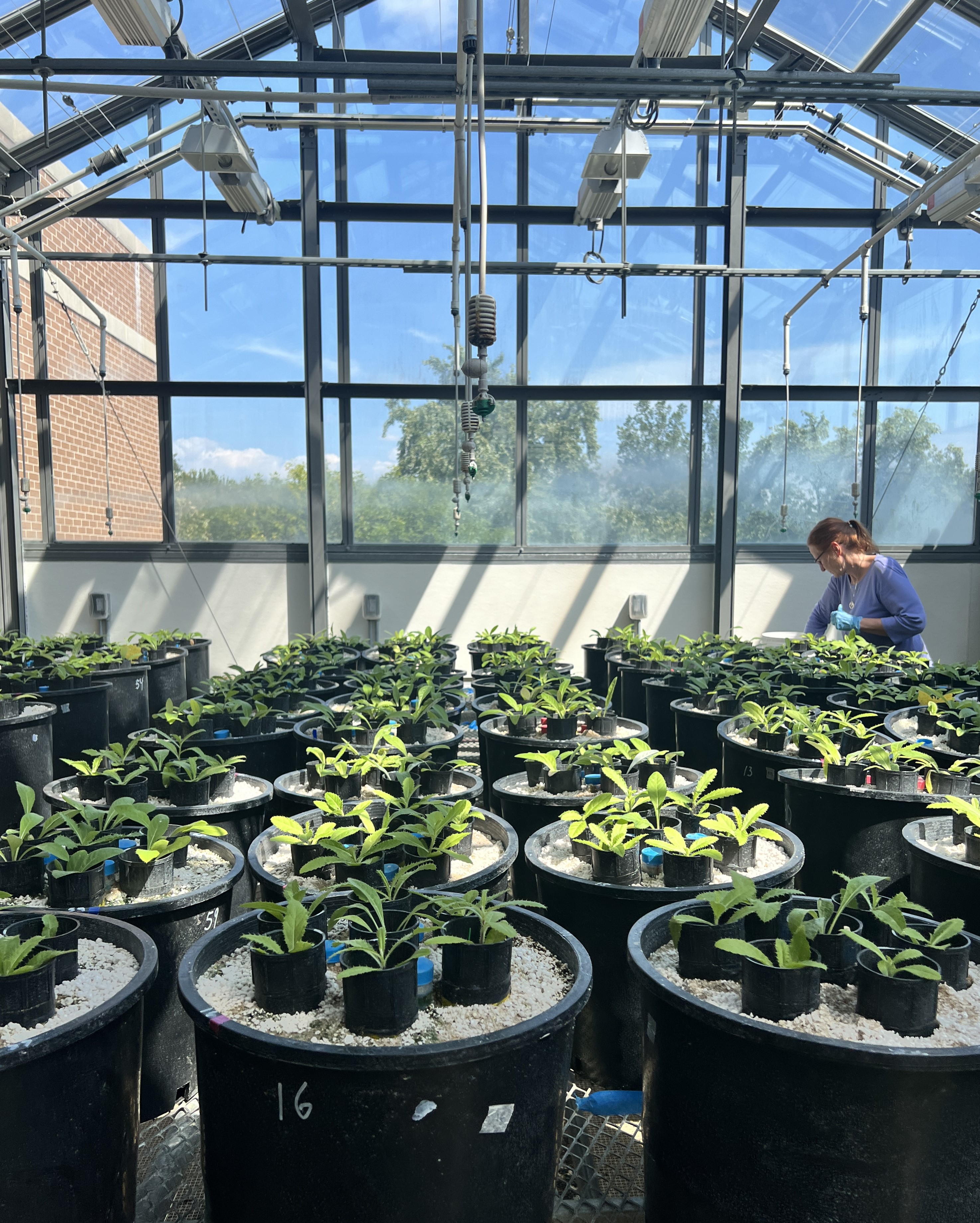 Student conducting research in North Central's greenhouse