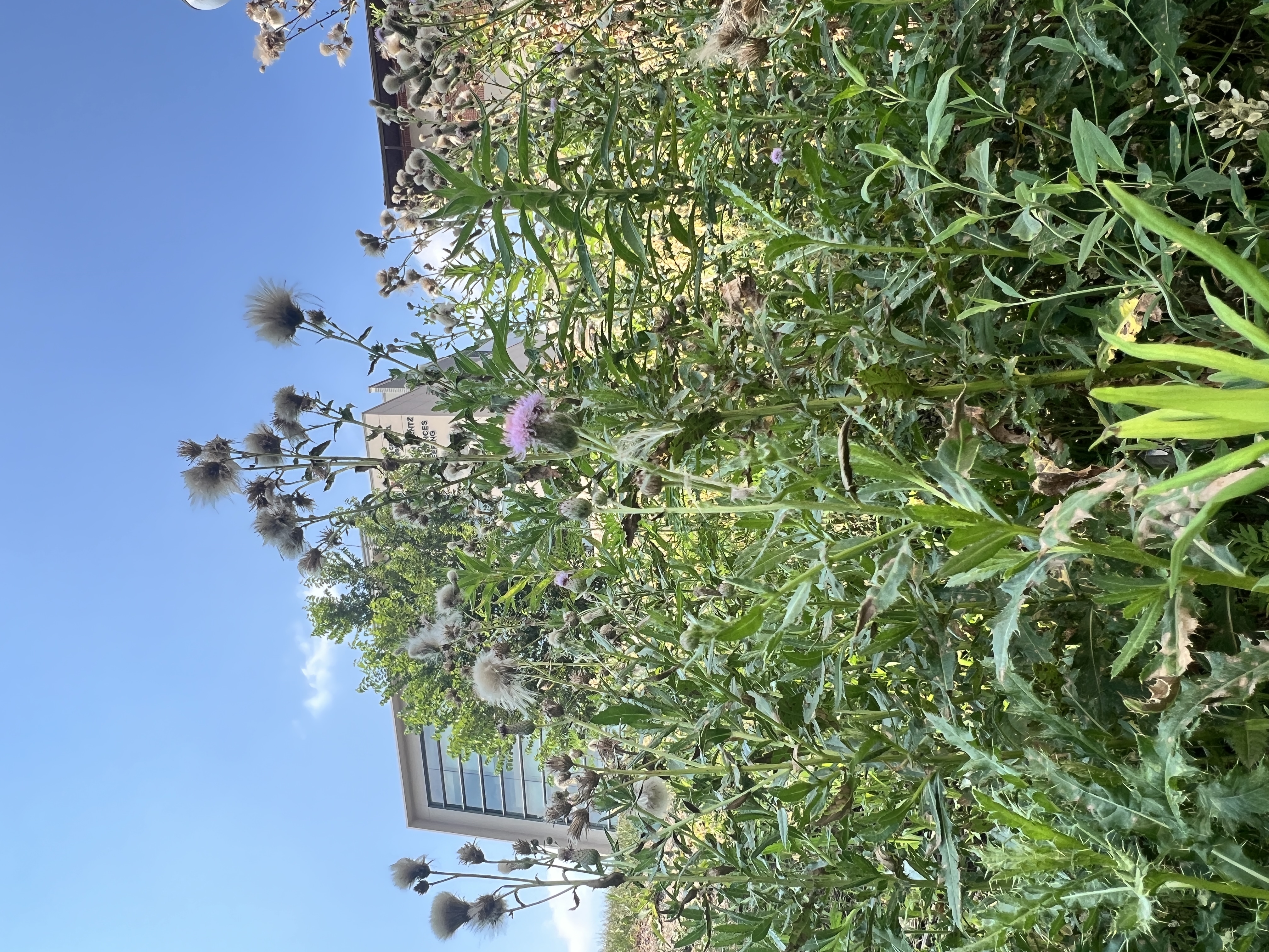 Photo showing Canada thistle plant