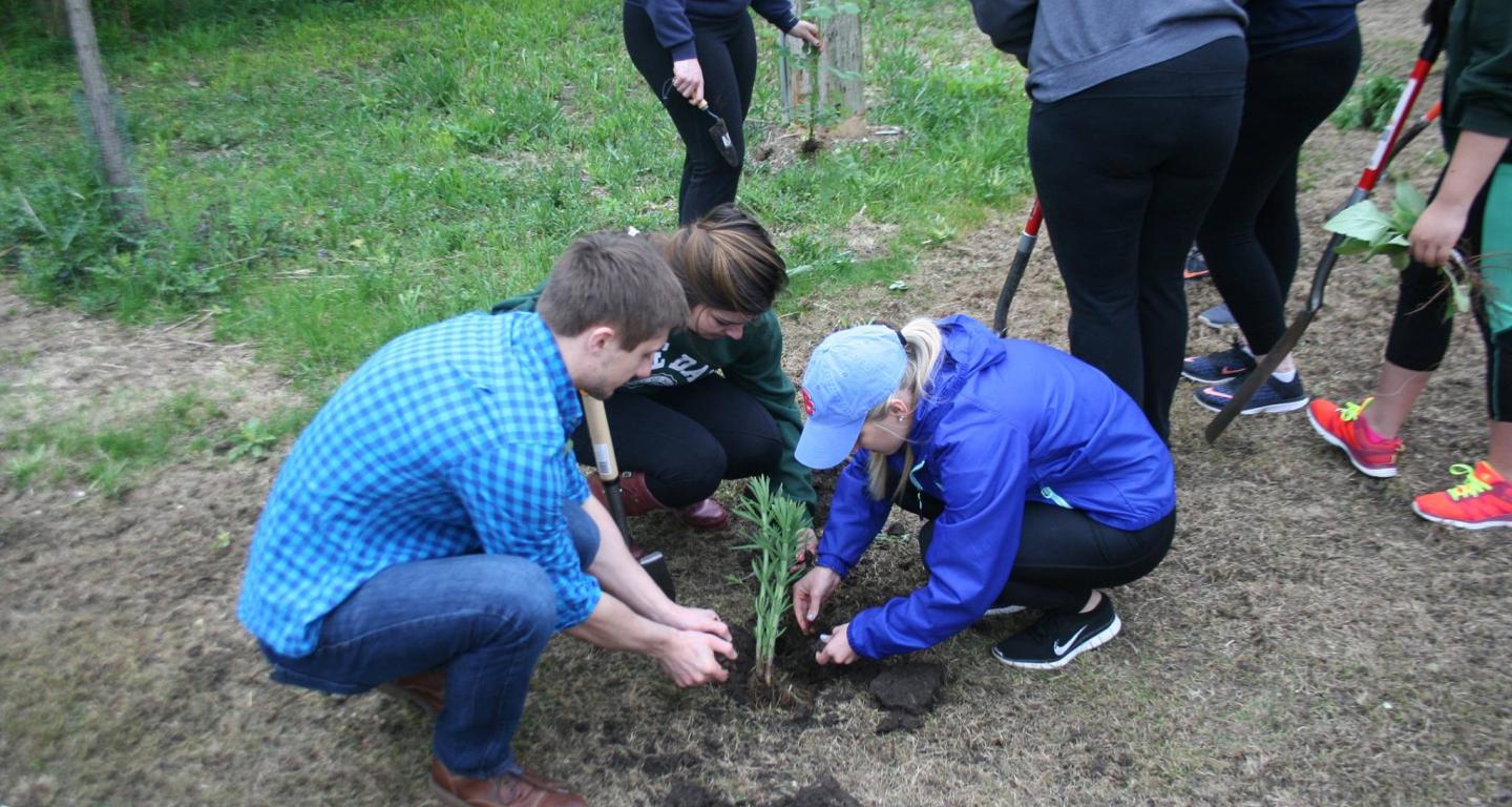 North Central College environmental science students planting a tree.