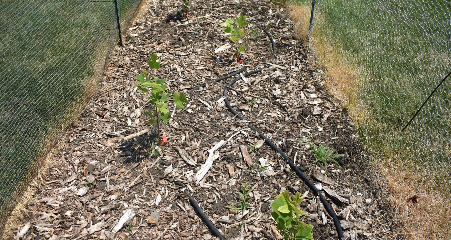 A photo of the tree nursery on campus during the summer.