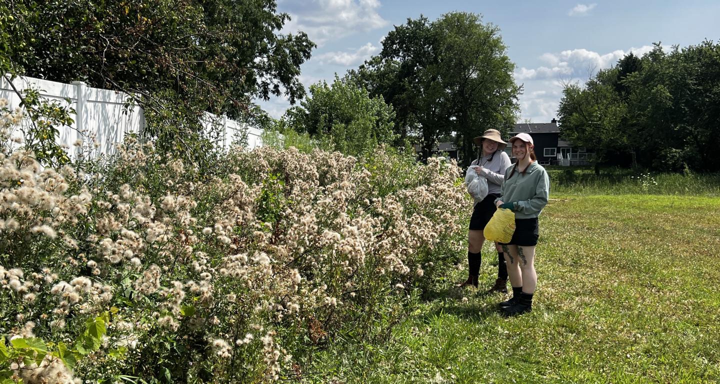 Students conducting research outside near a patch of Canadian thistle