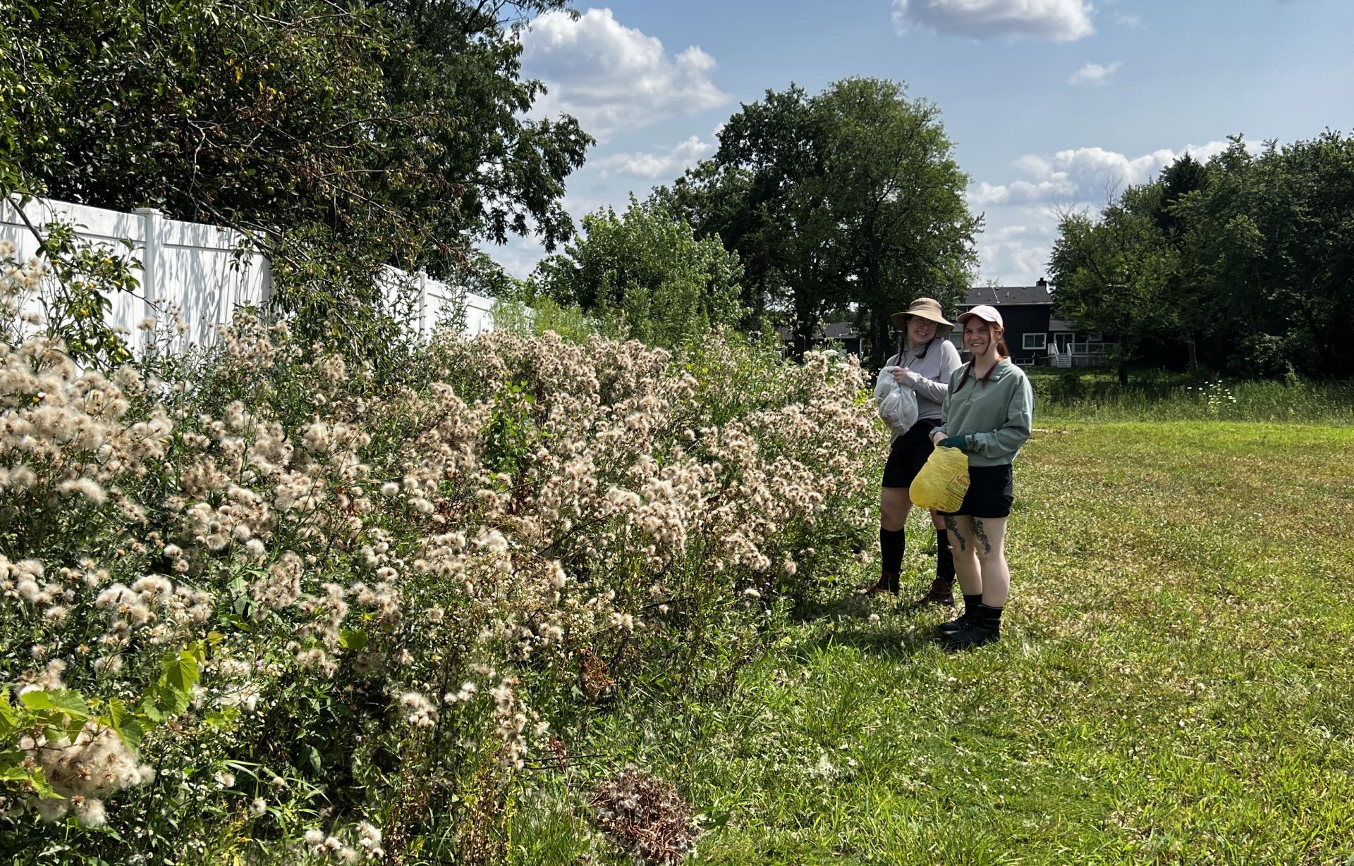 Students conducting research outside near a patch of Canadian thistle