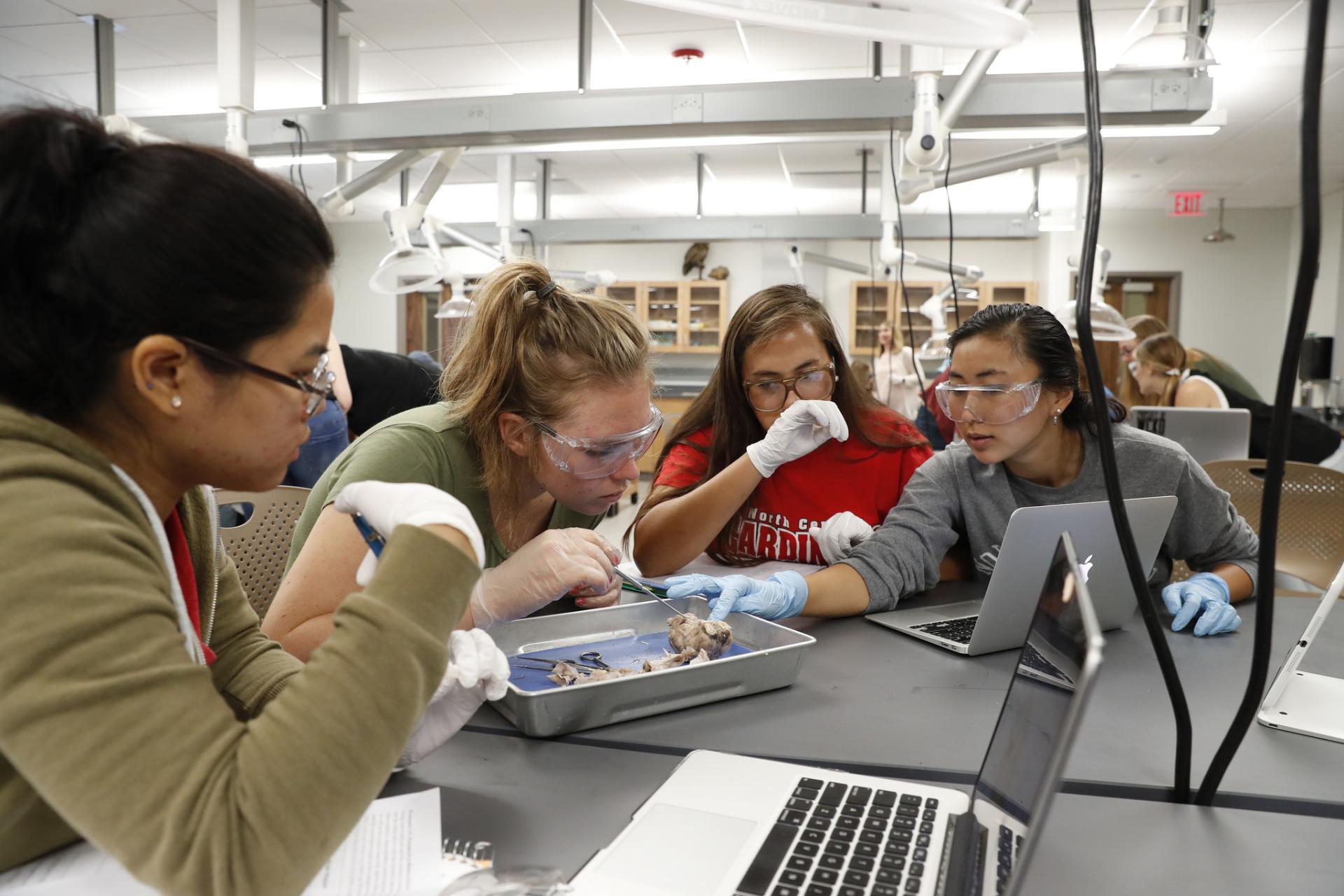 Students dissecting a brain.