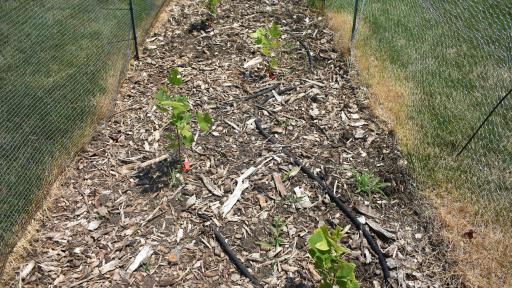 A photo of the tree nursery on campus during the summer.