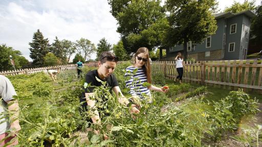 students harvesting from a garden