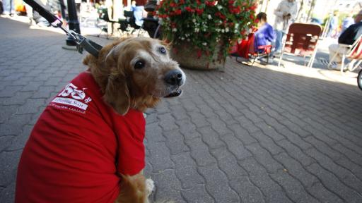 Service Animal