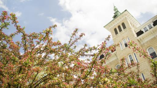 Cherry trees in front of Old Main.