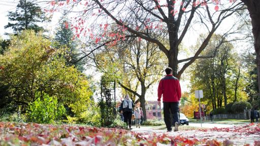 campus leaves fall