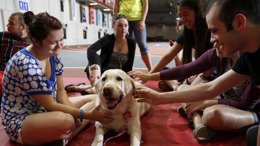 therapy dog